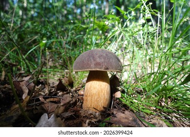 Summer Cep (Boletus Reticulatus) Is A Basidiomycete Fungus