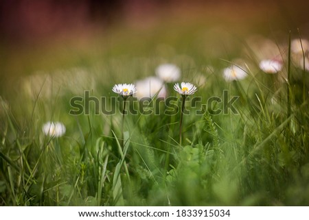 Similar – little flower Environment