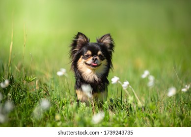 Summer. A Chihuahua dog in a Sunny clearing. Hot day. - Shutterstock ID 1739243735