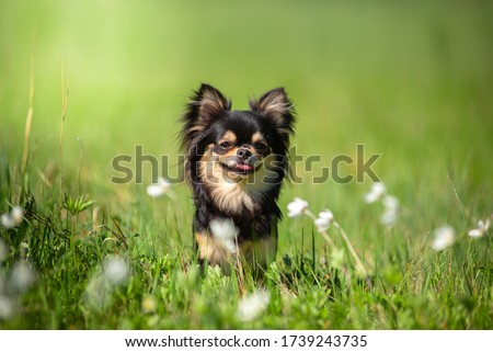 Summer. A Chihuahua dog in a Sunny clearing. Hot day.