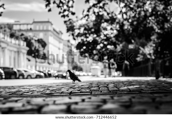 Summer in the\
city, the birds and people walking down the street with a paved\
stone near the park. Close up view from the level of paving stones,\
image in the black and white\
tones