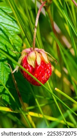 Summer close-up, forest strawberries, red juicy sweet berries - Shutterstock ID 2253572075