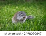 Summer closeup on a Franklin`s ground squirrel in the grass.