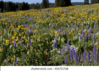 Summer In Colorado - Wildflowers Near Steamboat Springs And Rabbit Ears Pass