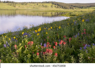 Summer In Colorado - Wildflowers Near Steamboat Springs And Rabbit Ears Pass - Dumont Lake