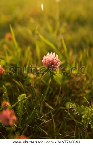 Similar – Image, Stock Photo The lone clover blossom in front of gloomy storm clouds