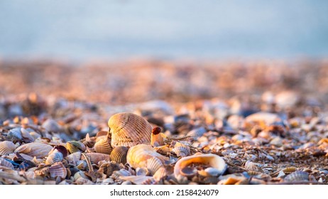 Summer concept with a beach, seashells. Seashells and ladybug on a wild sea beach in the sunset sunlight close-up, focus in the foreground.