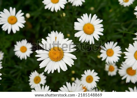 Summer concept. Crop view of the blooming daisies field in spring. selective soft focus. much Chamomile, top view. outdoor rural horizontal background