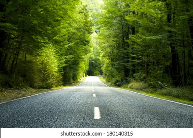 Summer Country Road Covered By Lush Trees, New Zealand