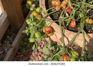 Summer Crop of Home Grown Organic Ripe Red and Ripening Green Tomatoes (Solanum lycopersicum 'Tumbler') Growing on a Plant in a Terracotta Pot in a Vegetable Garden in Rural Devon, England, UK - Shutterstock ID 2036275283