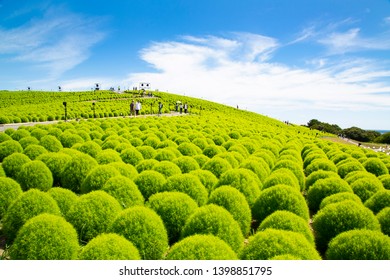 Summer Cypress Field In Hitachi Seaside Park