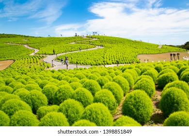 Summer Cypress Field In Hitachi Seaside Park