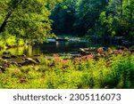 Summer day along the Williams River in Monongahela National Forest, West Virginia, USA