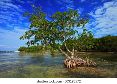 7,155 Red mangrove tree Images, Stock Photos & Vectors | Shutterstock