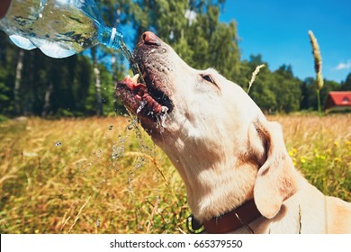Summer day with dog in nature. Thirsty yellow labrador retriever drinking water from the plastic bottle