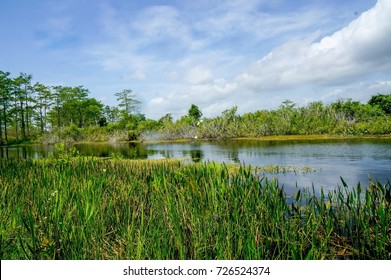 summer day in the Florida Everglades marsh - Shutterstock ID 726524374