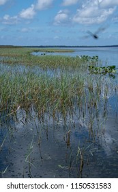 Summer Day At Lake Tohopekaliga