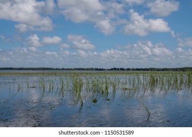 Summer Day At Lake Tohopekaliga