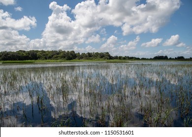 Summer Day At Lake Tohopekaliga