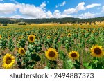 Summer day view of a large field of sunflowers and ranch homes on acreage in the rural hills and countryside of Spokane, Washington USA.