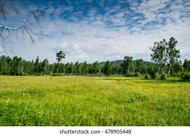 Summer day in wild taiga, beautiful landscape at meadow with fresh green grass near birch trees, Siberia, Russia