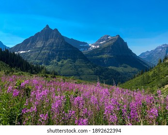 Summer Days In Glacier National Park