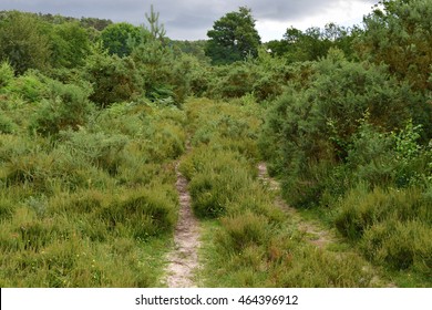 Summer At The Devil's Punch Bowl, An Amphitheatre Of Natural Beauty Woodland And Heath, On The Surrey And Hampshire Border Near Handheld In The UK - A Hiking Path