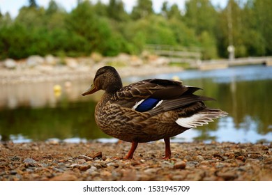 Summer Duck In Kuopio City