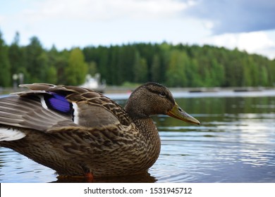 Summer Duck In Kuopio City