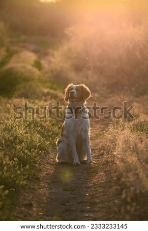 summer evening. mid July. epagneul breton in the field . hunting dog