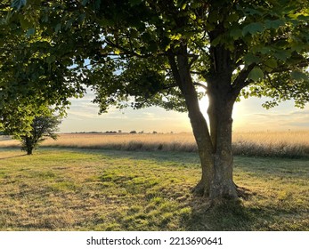 A Summer Evening Walk By The Corn Field