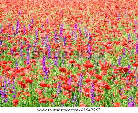 Similar – Image, Stock Photo poppy blossom Poppy field