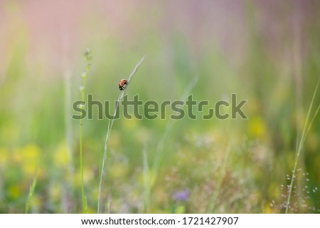 Summer field with a close up lady bug on a stalk of grass surrounded by yellow, pink, and purple wildflowers. Soft country feel.