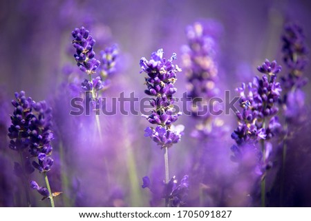 Similar – timeless | lavender scent