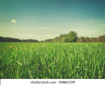 Summer Field With Long Green Grass, Retro Toned