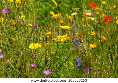 Similar – Foto Bild Mohn in Blumenwiese Natur