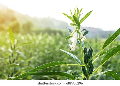 ごま 花 の写真素材 画像 写真 Shutterstock