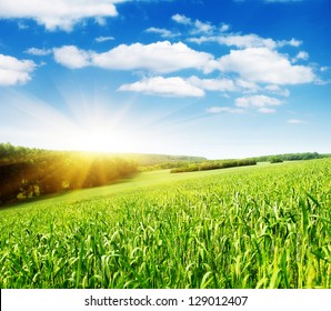 Summer field and sunlight in blue sky.