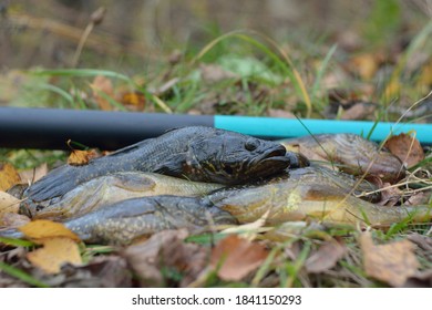 Summer Fishing On The Lake, Perccottus Glenii