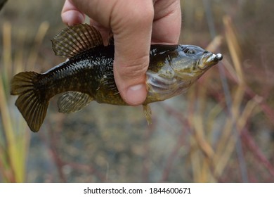 Summer Fishing On The Lake, Perccottus Glenii