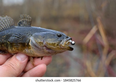 Summer Fishing On The Lake, Perccottus Glenii