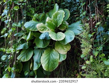 Summer flora and various vegetation - Shutterstock ID 2359652917