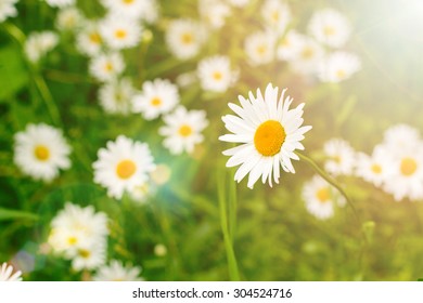 Summer floral background. Out of focus blurred chamomiles in sun flares with one closeup fresh white and yellow flower against green grass. - Shutterstock ID 304524716