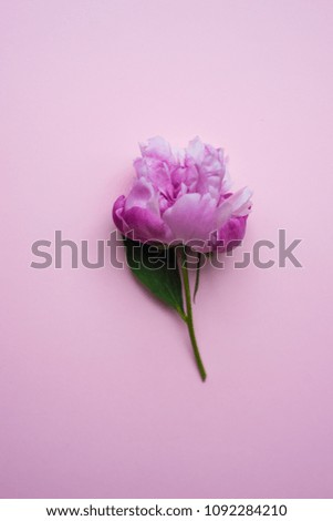 Summer floral concept with bright pink peony flowers on pink background with copy space