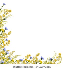 Summer floral corner arrangement. Yellow meadow flowers and blue chicory. Wildflowers and herbs as a frame isolated on white background. Overlay background. - Powered by Shutterstock