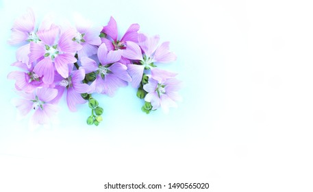 Summer flower arrangement of pink flowers on a white background. Background for greetings, invitations, greetings, postcards.