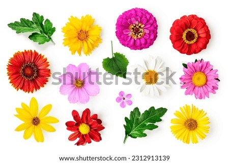 Summer flower creative layout. Daisy, cosmos, blanket, aster, zinnia, tickseed, sunflower and doronicum flowers isolated on white background. Floral composition. Design element. Top view, flat lay 