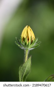 Summer Flower Large Yellow Bud Before Flowering