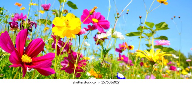 Summer flower meadow - floral background banner