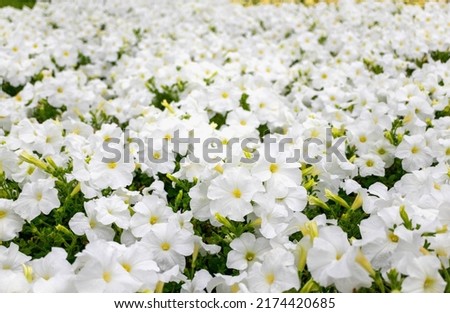summer flowerbed of white petunia in full bloom